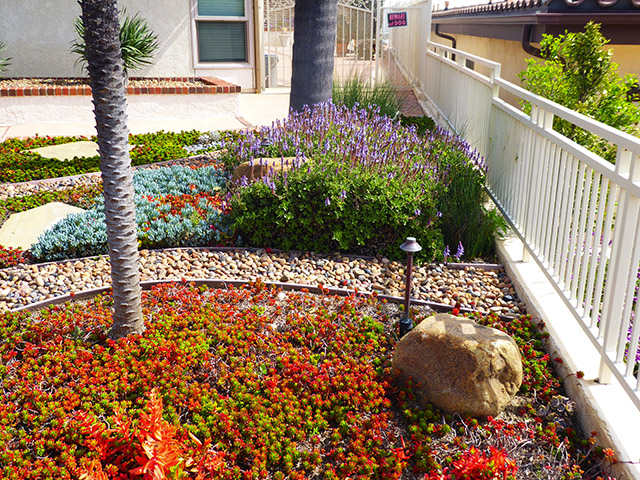 dought tolerant landscaping South Bay CA