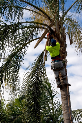 tree care services for South Bay, Palos Verdes Peninsula, and San Pedro CA
